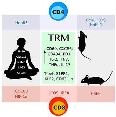 CD4+ Memory T Cells at Home in the Tissue: Mechanisms for Health and Disease